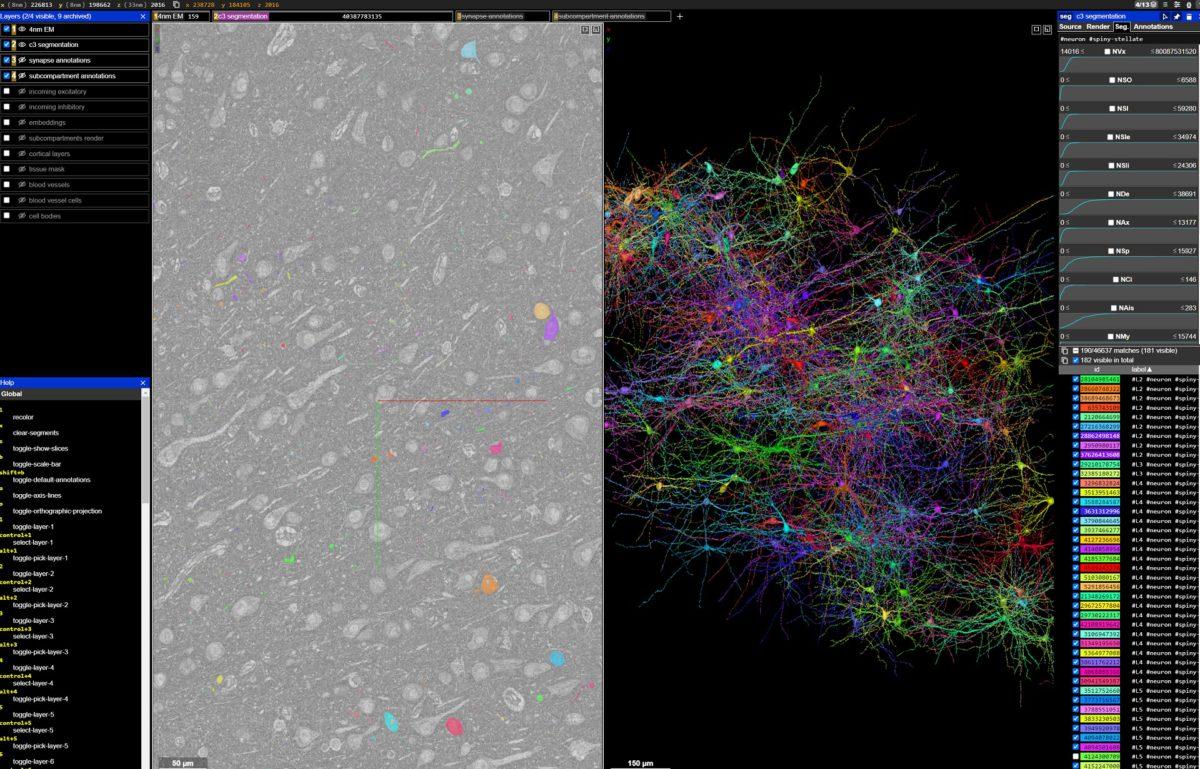Google And Harvard Release Interactive 3d Map Of Human Brain Section In Google And Harvard Release Interactive 3d Map Of Human Brain Section In